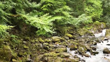 Akan akarsu yemyeşil ormanlarda