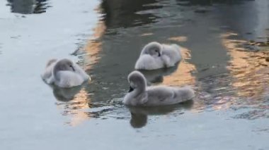 Bir grup genç kuğu sakin sularda yavaşça yüzüyor.