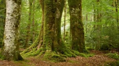 Yosun dolu ağaç gövdeleri ile yemyeşil orman