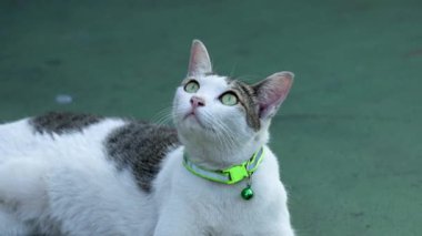 Yeşil yakalı beyaz ve gri kedi etrafa bakıyor.