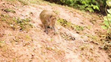 Bir maymun çimenli yamaçtan aşağı iniyor.