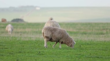 Koyunlar ve kuzular yeşil çayırlarda huzur içinde otluyor.