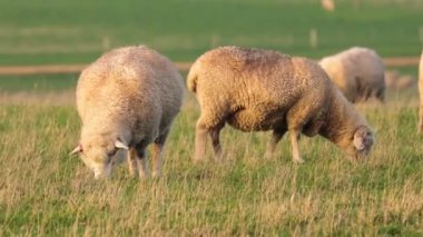 Yeşil bir tarlada ot yiyen koyunlar