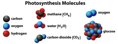 Illustration of molecules involved in photosynthesis process clipart