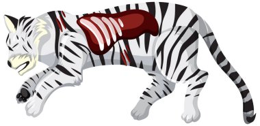 Illustration of a tiger's anatomy and biodiversity clipart