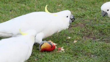 İki kakadu etkileşim içinde ve yemek paylaşıyor.