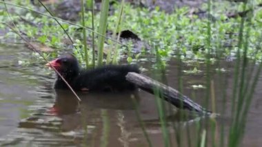 Moorhen suda süzülür, yoğun bitkilerde gezinir.