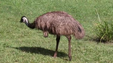 Otlak bir alanda yürüyen ve yiyecek arayan bir devekuşu.