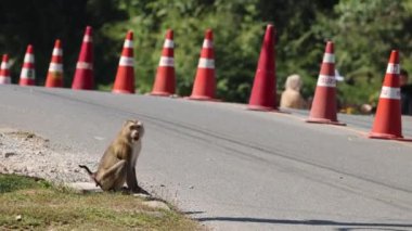 Bir maymun yol üzerindeki trafik konilerinde gezinir..