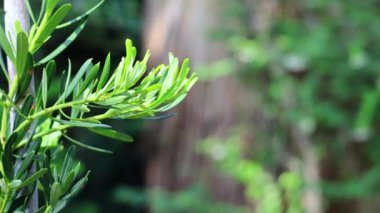 Bahçedeki Podocarpus Costalis şubesine yakın çekim