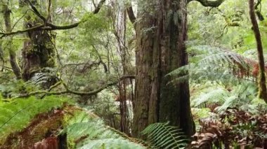 Yükselen ağaçlarla dolu gür orman manzarası