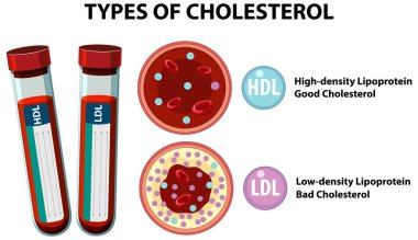HDL ve LDL kolesterol farklılıklarının gösterimi