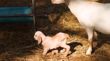 Anne keçi yeni doğmuş çocuğunu besliyor..