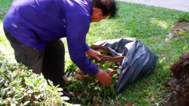 İşçi verimli bir şekilde düşen yaprakları topluyor ve paketliyor