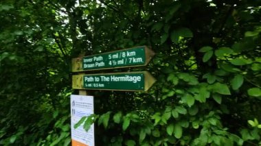 Yön işaretleri olan yemyeşil orman yolu