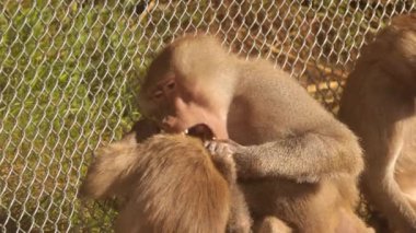 Babunlar bir çitin yakınında şakacı bir etkileşime girerler.