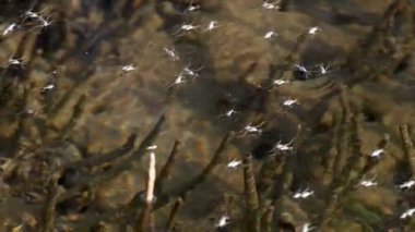 Su yüzeyinde gezinen böcekler.