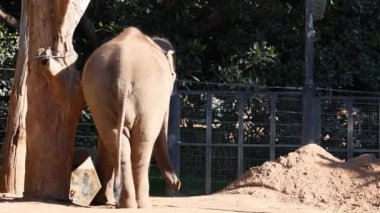 Fil, hayvanat bahçesindeki ağaçla etkileşim halindedir.