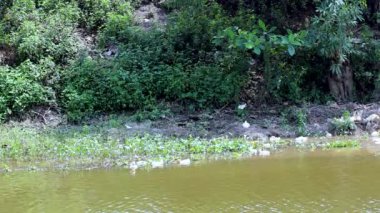 Nehir kıyısında yüzen ördekler