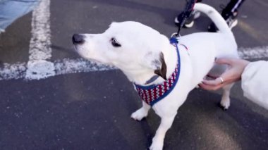 Tasmalı bir köpeği okşayan biri.