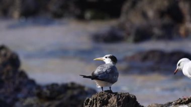 Martı deniz fenerine yaklaşıyor, uçuşa geçiyor.
