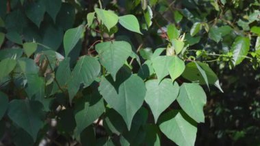 Yağmur ormanlarındaki yapraklara yakın çekim