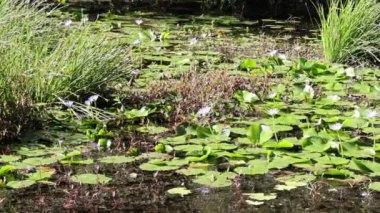 Su zambakları ve otlarla kaplı sakin bir gölet.