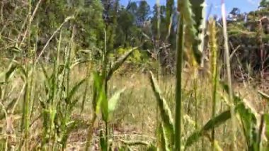 Uzun otlar ve doğa arasında bir yürüyüş.