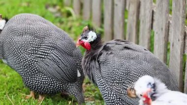 Bir çitin yanında otların arasında yiyecek arayan Guineafowl.