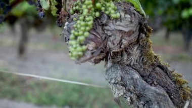 Fransız üzüm bağlarında olgunlaşan üzümler