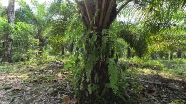 Yoğun bir palmiye ağacı tarlasında yürüyüş