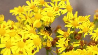 sarı çiçek nektarı toplamak arı