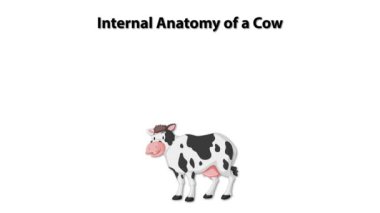 Bir ineğin detaylı anatomik çizimi