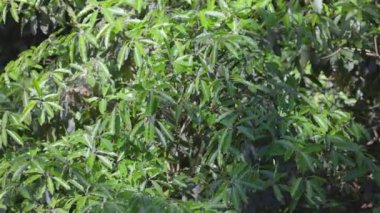 Rüzgarda yavaşça hareket eden yeşil yapraklar