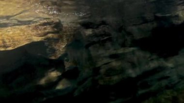 Yunus, güneşli sualtı sahnesinde zarifçe yüzer.