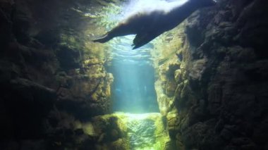 Bir fok, güneşli bir sualtı ortamında zarifçe süzülür..