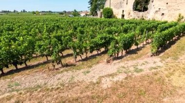 Açık mavi gökyüzünün altında tarihi kalıntıları olan üzüm bağları