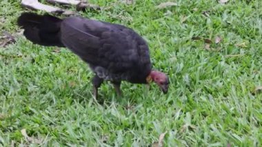 Türk akbabası çimenlik alanda yürüyor ve gagalıyor