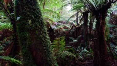 Eğreltiotu ve yosun kaplı ağaçlarla dolu yemyeşil yağmur ormanları