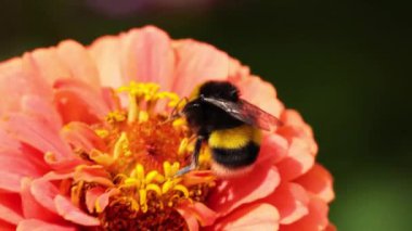 Yaban arısı canlı bir zinnia çiçeğini döllüyor.