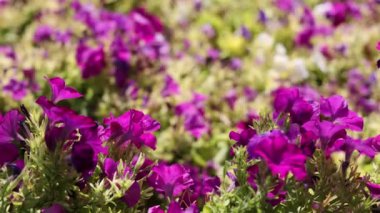 Canlı bir bahçede açan mor çiçekler.