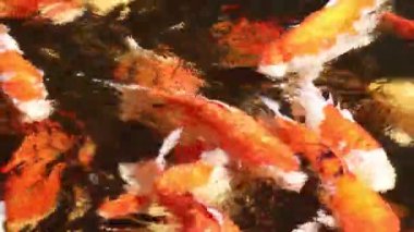 Renkli koi balığı zarif bir şekilde suda süzülür.