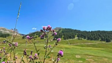 Çiçekler dağ manzarasının önünde sallanıyor.