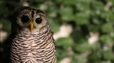 Baykuş başını döndürür, göz kırpar ve çevreyi gözlemler..