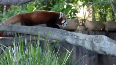 Avustralya Hayvanat Bahçesi 'ndeki ağaç dallarında gezinen kırmızı panda.