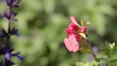 Bahçedeki kırmızı ve mor çiçeklerin yakın çekimi