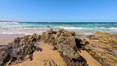 Okyanus dalgalarının yanındaki kayalıklarda martı.