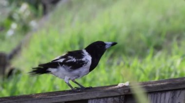 Magpie çevreyle etkileşime girer, yiyecek bulur ve yer.