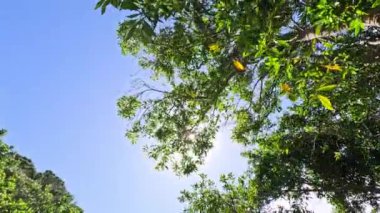 Ağaçlara bakıyorum açık mavi gökyüzüne karşı