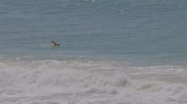 Currumbin Sahili 'nde okyanus dalgalarında yüzen biri.